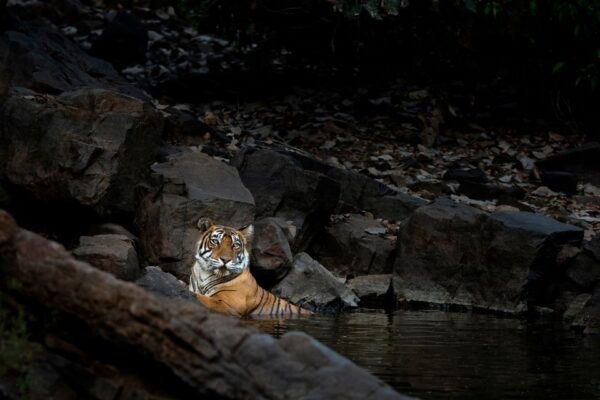 The Wild Heart of Rajasthan: Discovering Ranthambore National Park