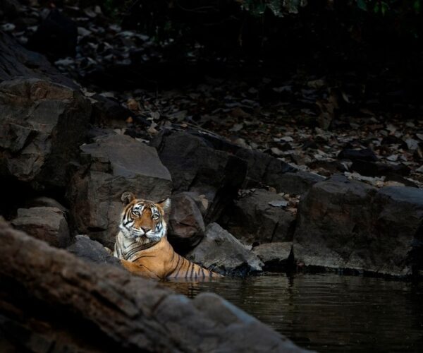 The Wild Heart of Rajasthan: Discovering Ranthambore National Park