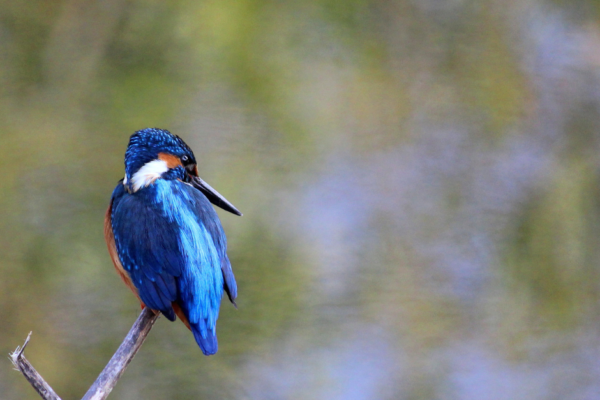 Birdwatching in Ranthambore: A Feathered Paradise