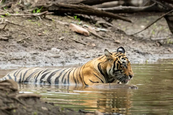 Wildlife Safari in Ranthambore During the Monsoon