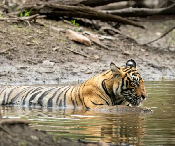 Wildlife Safari in Ranthambore During the Monsoon